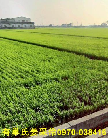 嘉義溪口農地-0