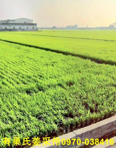 嘉義溪口農地-1